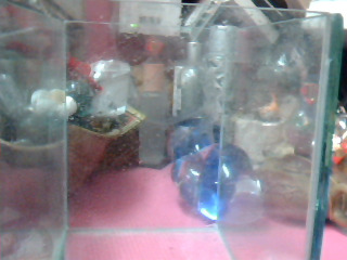 玻璃魚缸