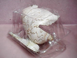 貝殼