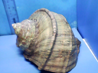 貝殼擺飾