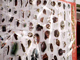 識圖卡(昆蟲.爬蟲)