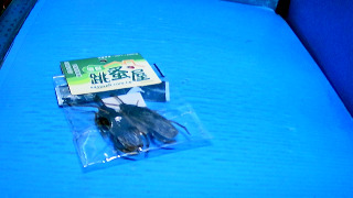 假蟑螂