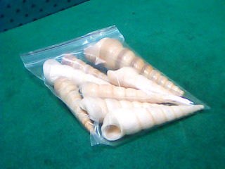 貝殼