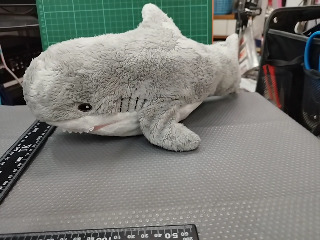 鯊魚