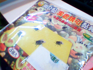 黏蠅板