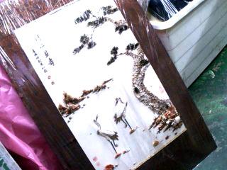 貝殼擺飾