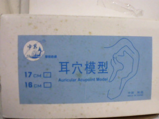 耳穴模型