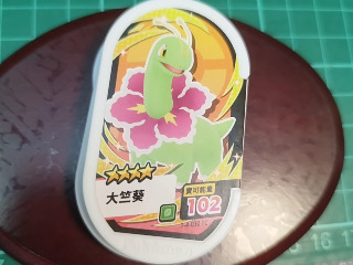大竺葵