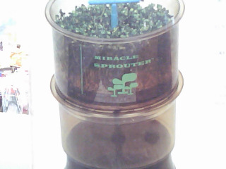 水循環發芽器