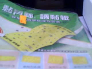 黏蠅板