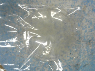 蓋