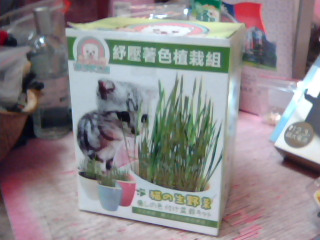 著色盆栽