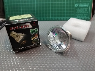 爬蟲燈泡