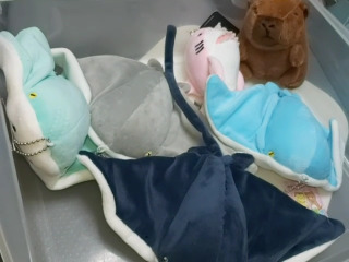 海洋生物絨毛偶