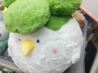 花椰菜鳥