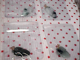 A貨緬甸玉一夜致富-單售