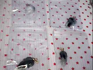 A貨緬甸玉一夜致富-單售