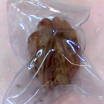 黃楊木核桃