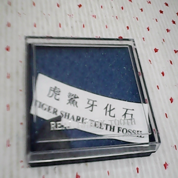化石